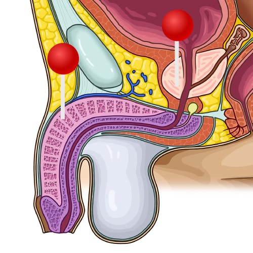 pelvis male illustration