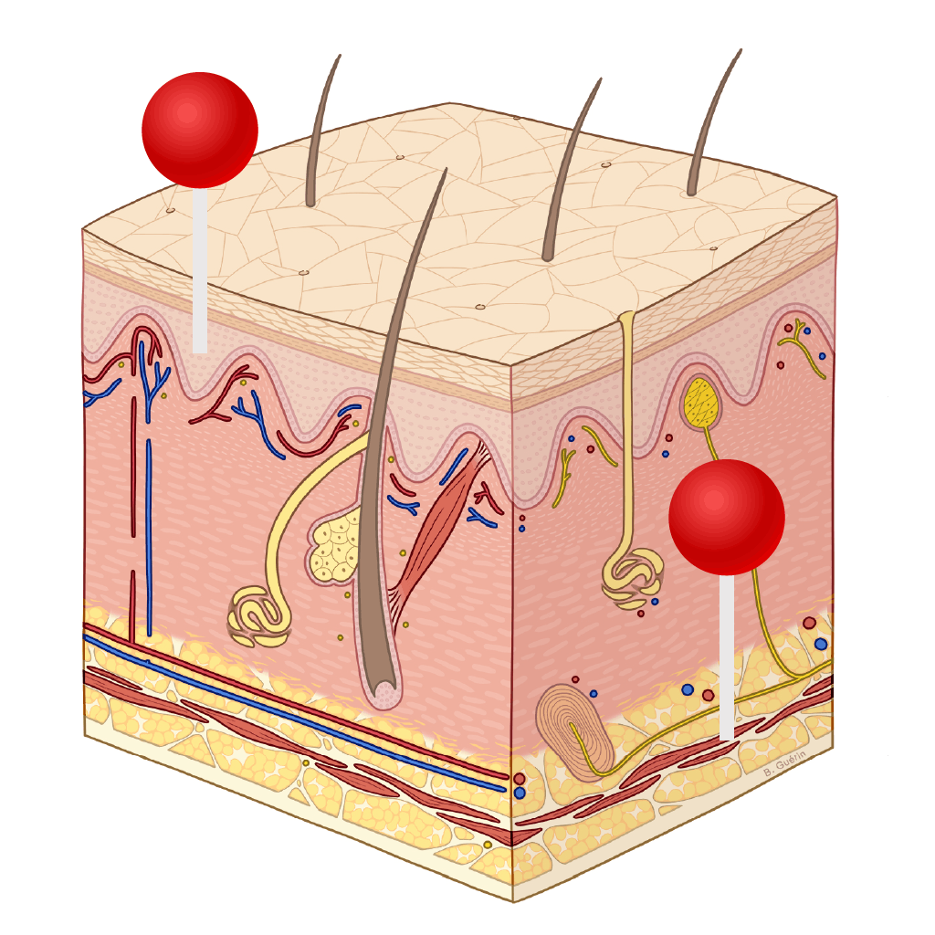 integument illustration